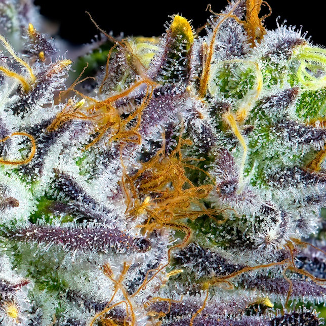 Sour Sangria Maven Minis [14g] - Image 10