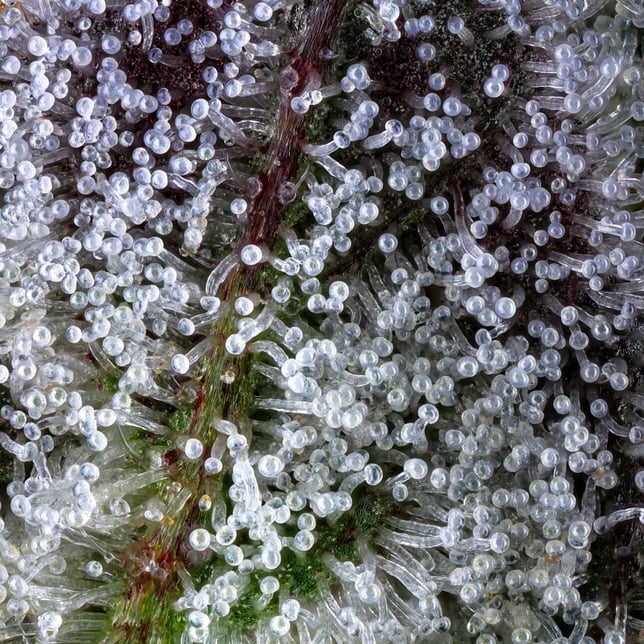 Halochrome Halo [1.9g] - Image 6