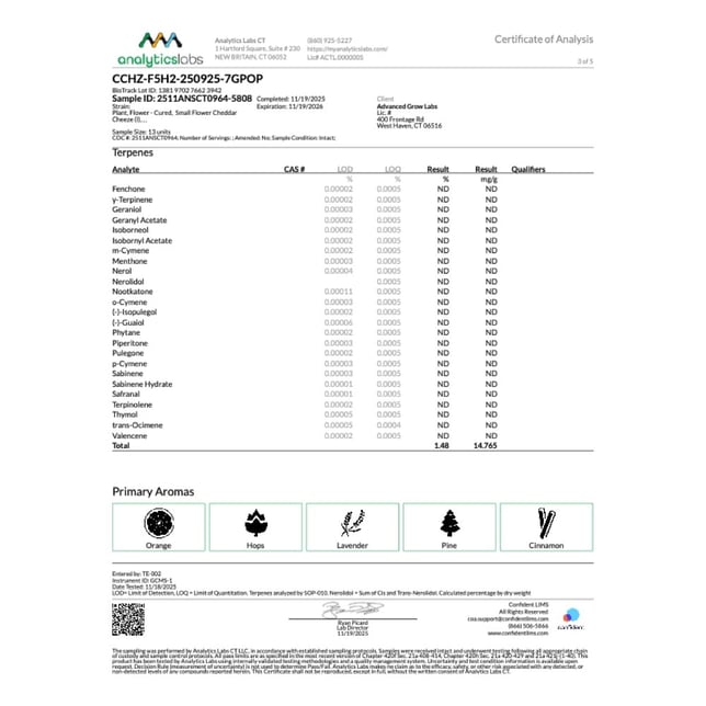 Rythm - Cheddar Cheeze (I) Smalls  C0010001099 - Image 6