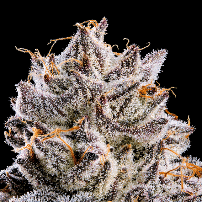 Shangri-La Pre-Roll 5-Pack [2.5g] - Image 8