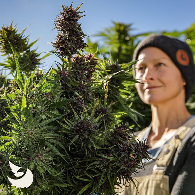 Flower - Sunset Diesel - Image 2