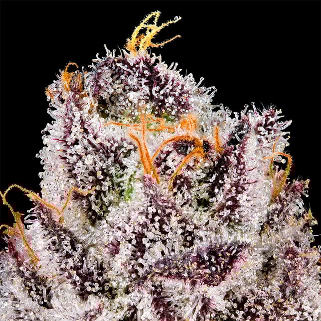 98 Reserve Gold Blend - Image 12