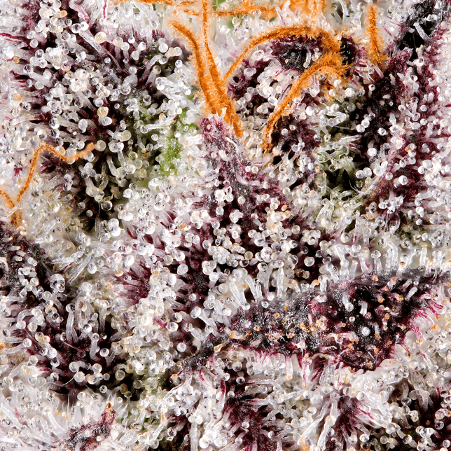 98 Reserve All-In-One Gold Blend [1000mg] - Image 7