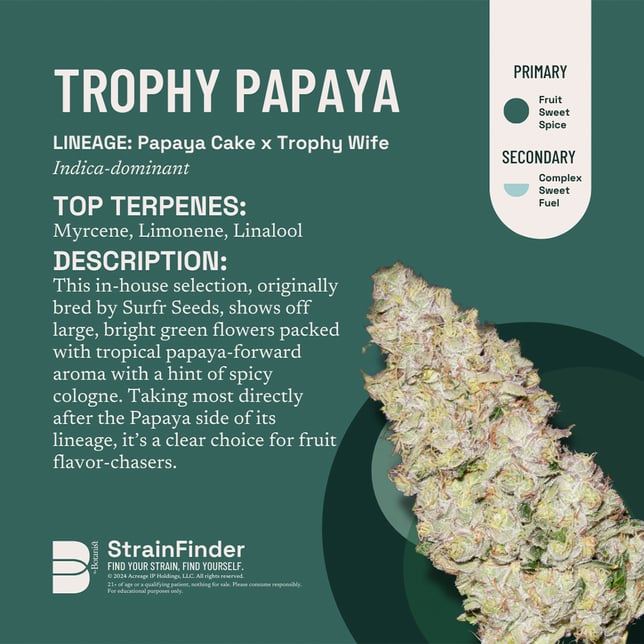 Trophy Papaya - Image 3