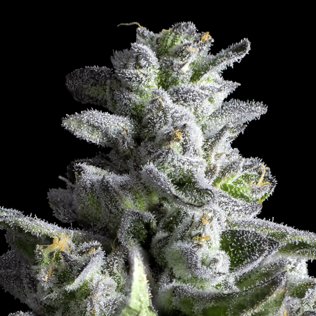 Black Diamond X Pre-Roll [1g] - Image 10