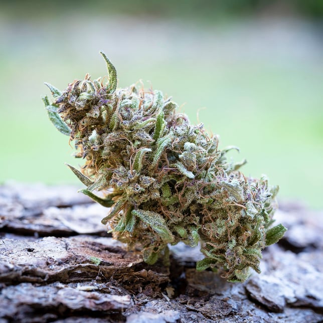 Pink Boost Goddess THCV [7.5g] - Image 2