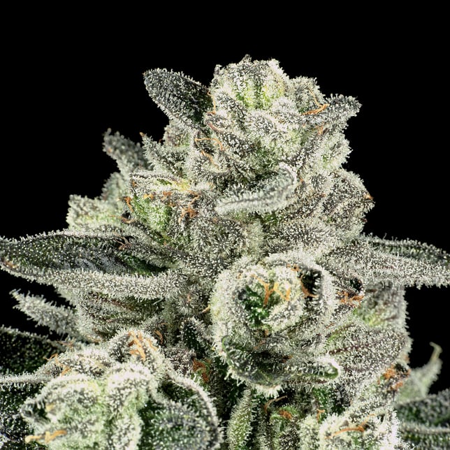 Black Diamond X Pre-Roll 5-Pack [2.5g] - Image 10