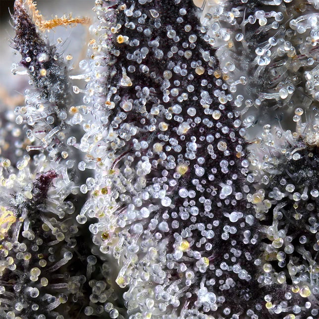 Lipsmackerz Gold Blend - Image 8 Lipsmackerz Gold Blend - Image 8