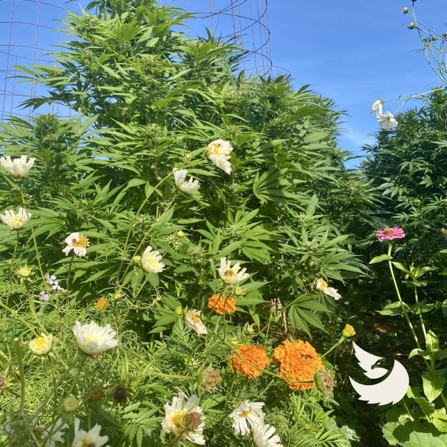 Royal ACDC - Image 3