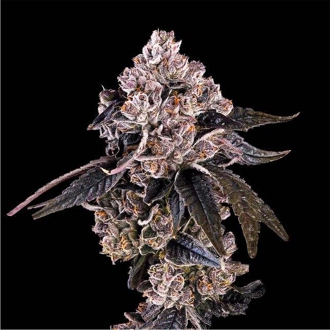 Prizm Goldies Infused Pre-Rolls 5-Pack [3g] - Image 9