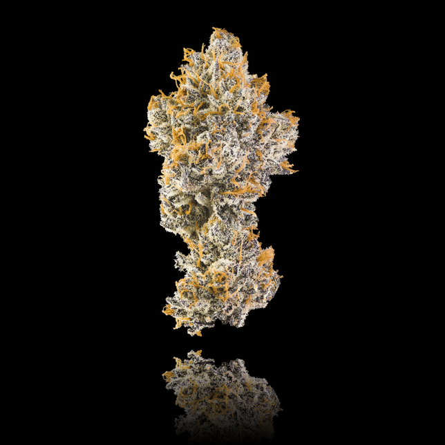 Orange Bellini Gold Blend - Image 7