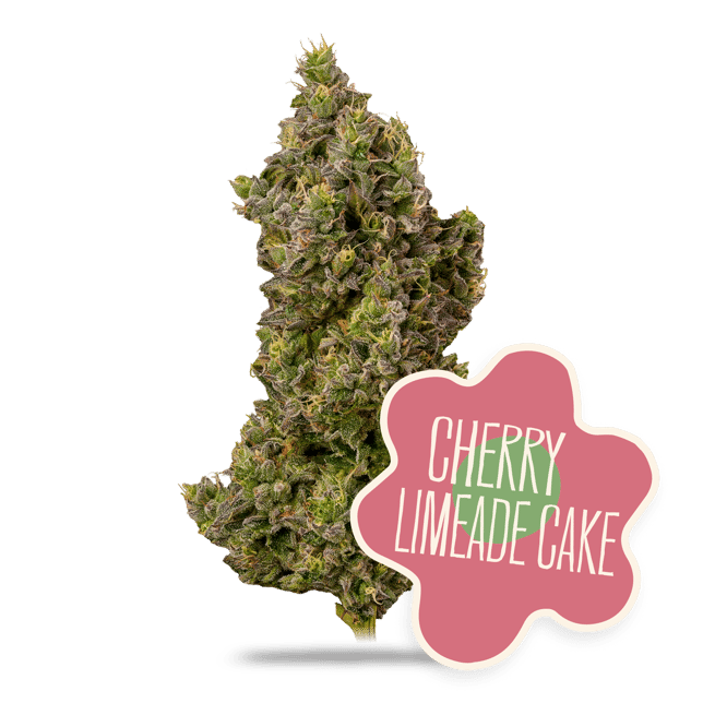 Cherry Limeade Cake - Image 2
