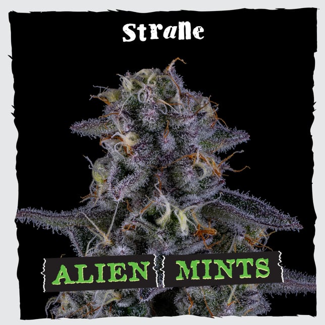 Alien Mints - Image 3