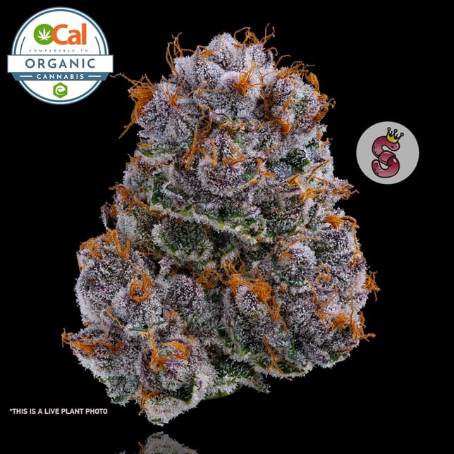 Mimosa - Image 1 Mimosa - Image 1