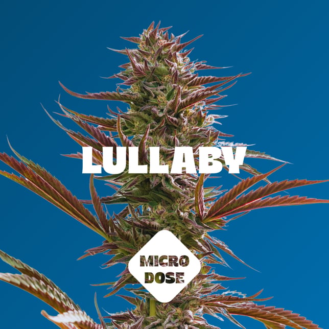 Blueberry - 2pc - Lullaby - Microdose (20mg THC + 50mg CBN + 200mg CBD)) - Image 2
