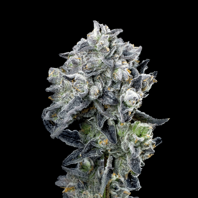 Umami Butter Pre-Roll 5-Pack [2.5g] - Image 6