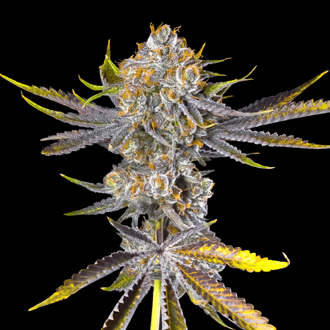 Orange Bellini Pre-Roll 5-Pack [2.5g] - Image 5