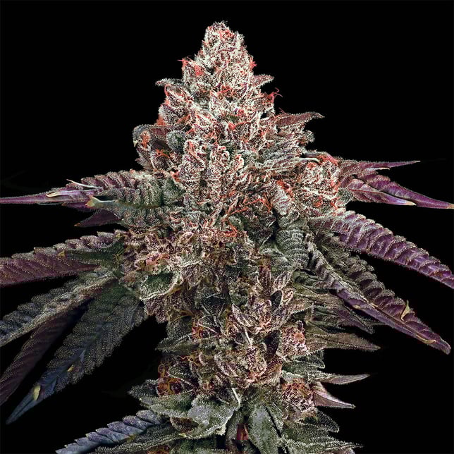 98 Reserve Gold Blend - Image 10