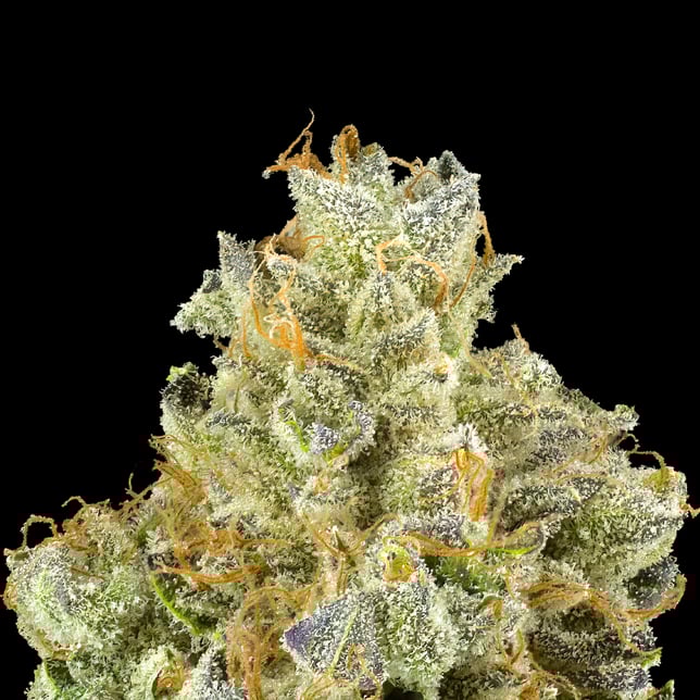 Blueberry Zkz - Image 3 Blueberry Zkz - Image 3