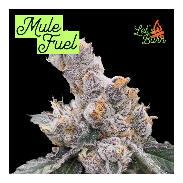Let's Burn - Mule Fuel (H) Flower  C0200000009 - Image 2