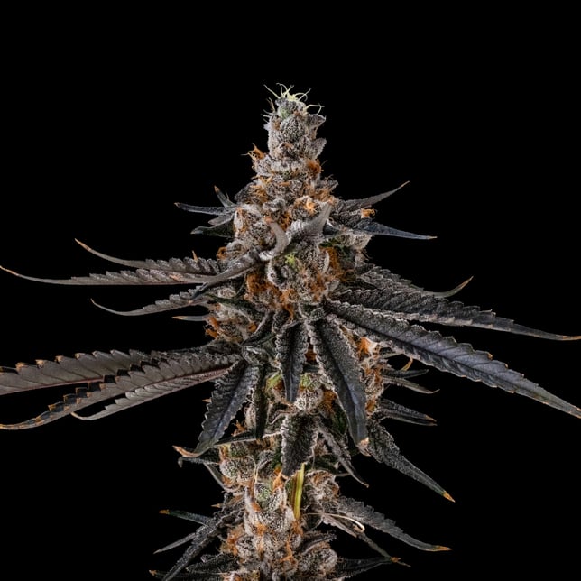 AstroPop #3 - Image 2 AstroPop #3 - Image 2