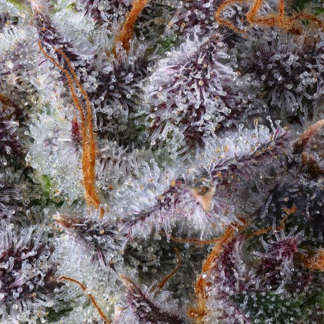 New Money Pre-Roll [1g] - Image 9