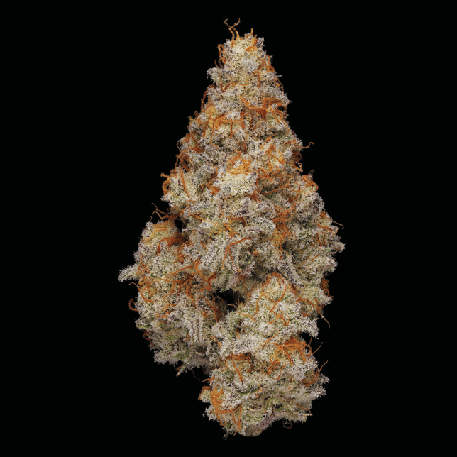 M.A.C. - Image 3