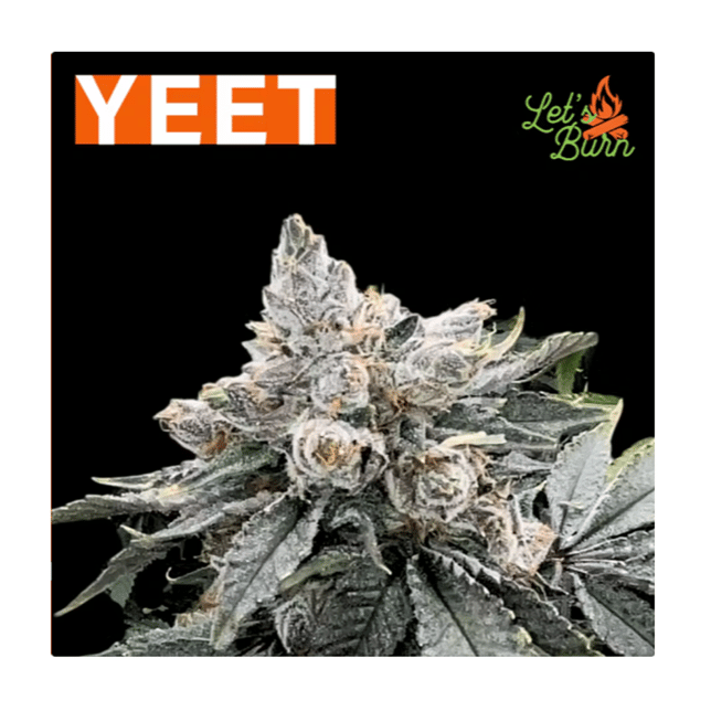 Let's Burn - Yeet (H) Flower  C0200000008 - Image 2