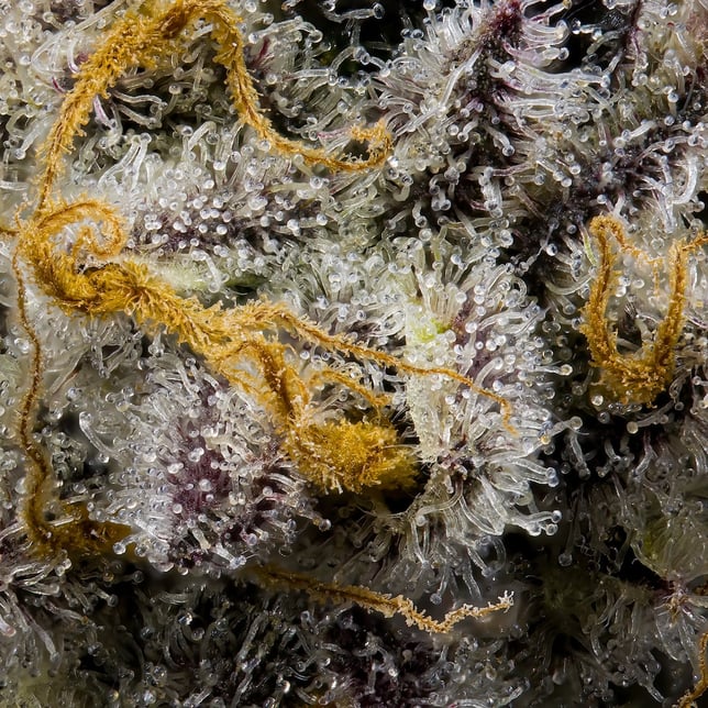 Blue Agapē Pre-Roll 5-Pack [2.5g] - Image 9