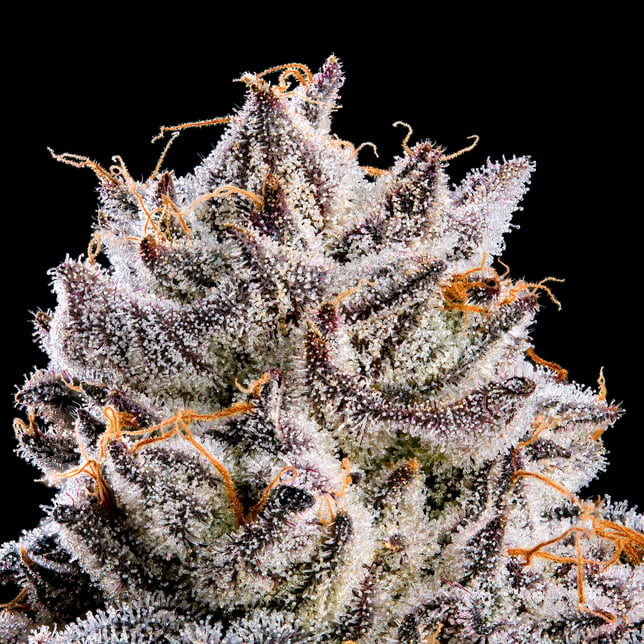 Shangri-La Pre-Roll [1g] - Image 8