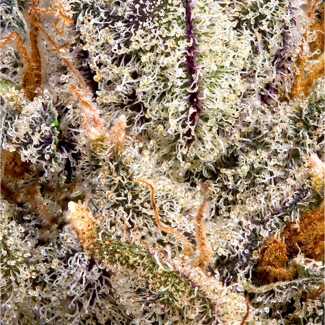 BluZangria [3.5g] - Image 5