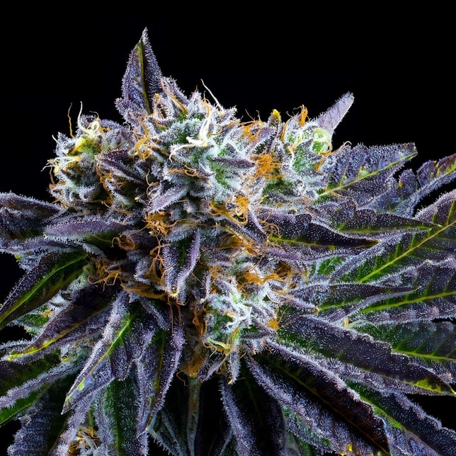 Sour Sangria [3.5g] - Image 10