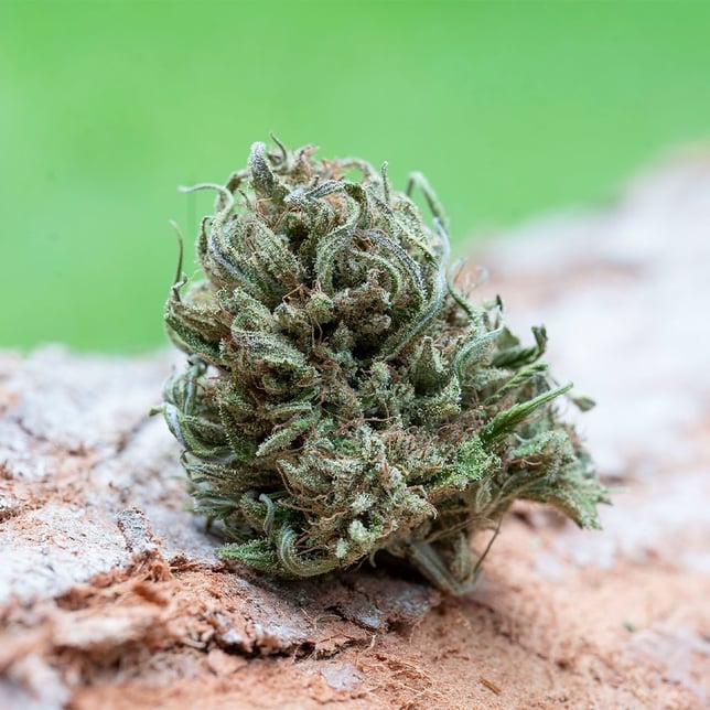 Rose Queen x Emerald Spirit Botanicals CBD [7.5g] - Image 2