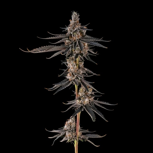 AstroPop #3 - Image 3 AstroPop #3 - Image 3