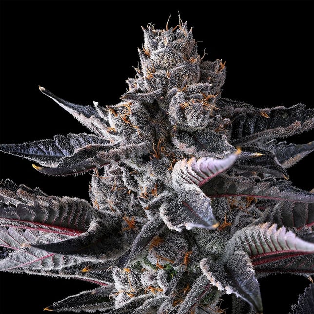 New Money Pre-Roll [1g] - Image 7
