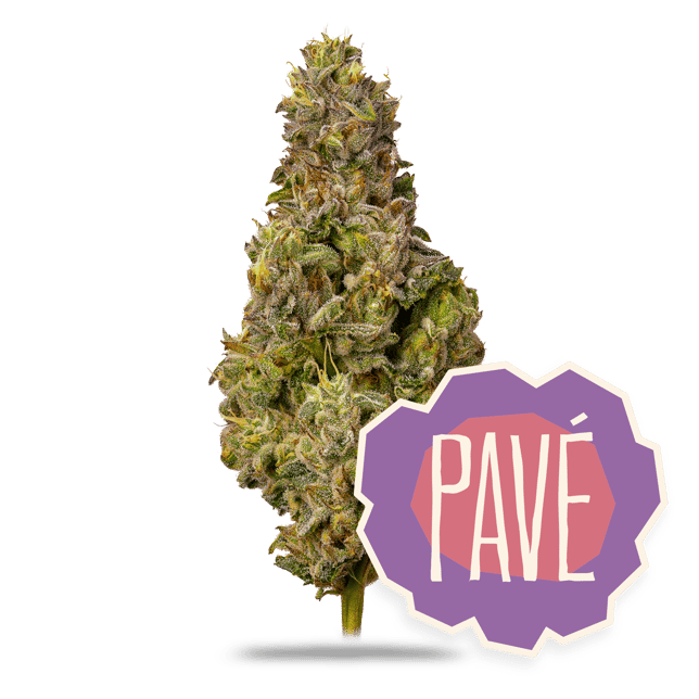 Pavé - Image 2