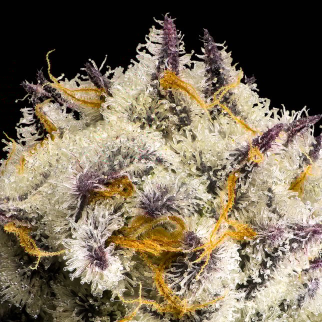 FKAFL Pre-Roll 5-Pack [2.5g] - Image 9