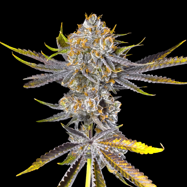 Orange Bellini All-In-One Gold Blend [1000mg] - Image 5