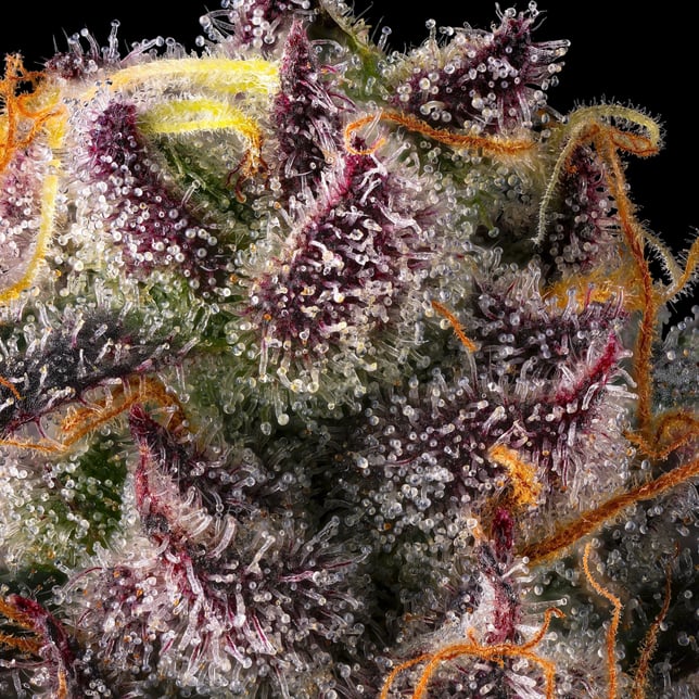 Dirty Laundry [3.5g] - Image 11