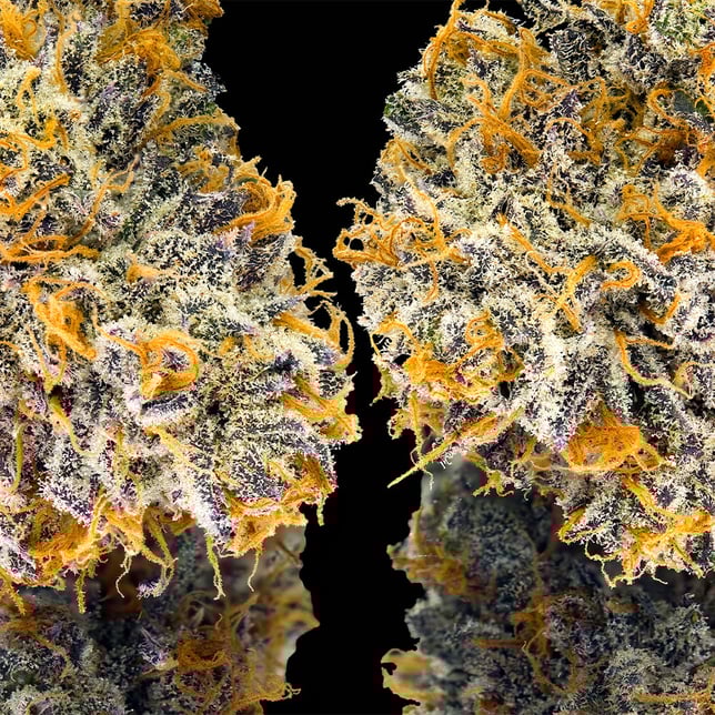 Orange Bellini Pre-Roll [1g] - Image 4