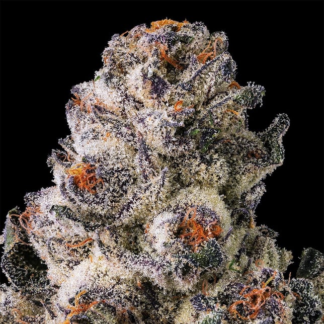 Black Lotus Pre-Roll [1g] - Image 4