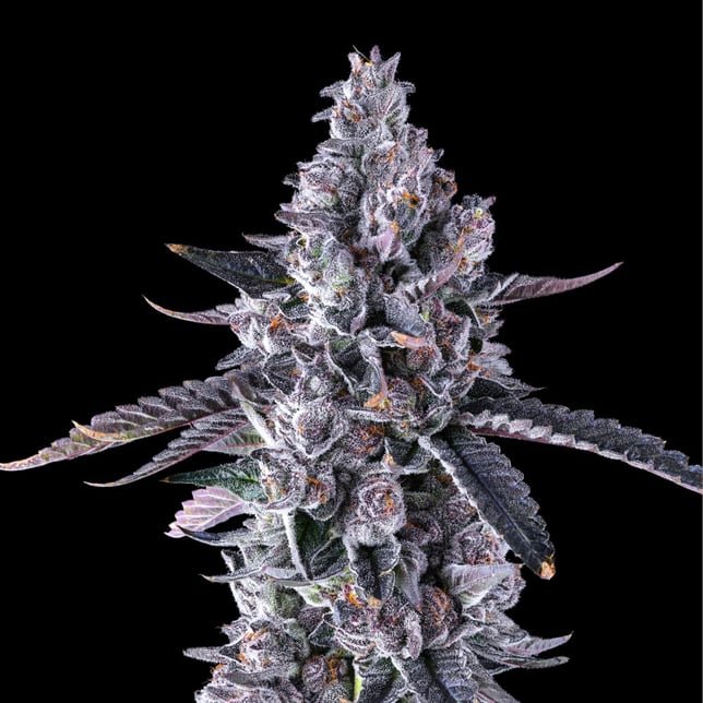 Black Lotus Goldies Infused Pre-Rolls 5-Pack [3g] - Image 9