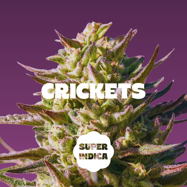 Blackberry - 20pc - Crickets - Super Indica (100mg THC + 200mg CBD) - Image 2