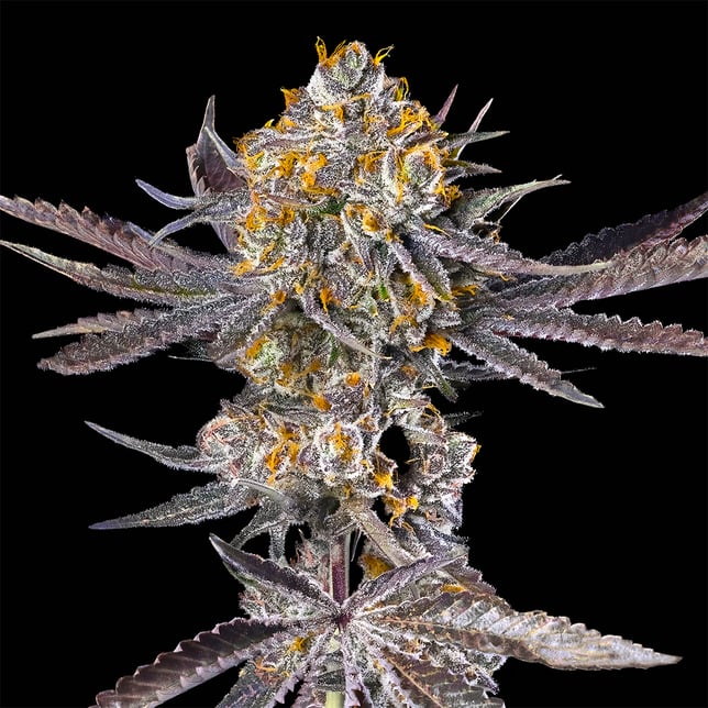 Orange Bellini Goldies Infused Pre-Rolls 5-Pack [3g] - Image 7