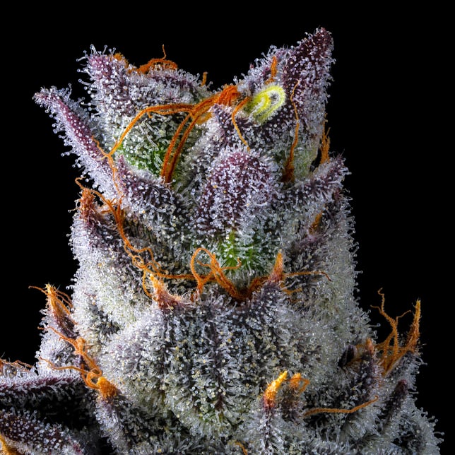 Zuzu Zangria Mini Halos Infused Pre-Roll Single [.6g] - Image 11