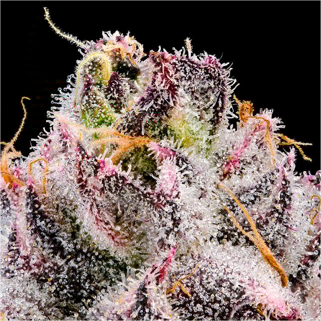 Prizm Goldies Infused Pre-Rolls 5-Pack [3g] - Image 12