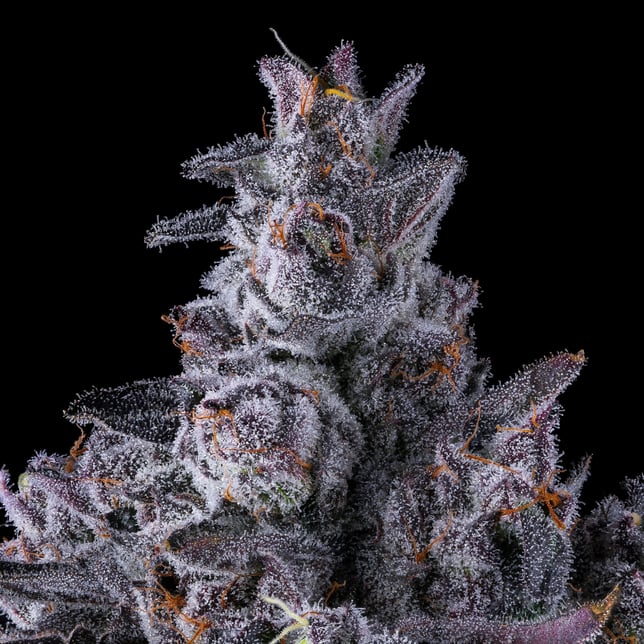 Black Lotus [3.5g] - Image 7