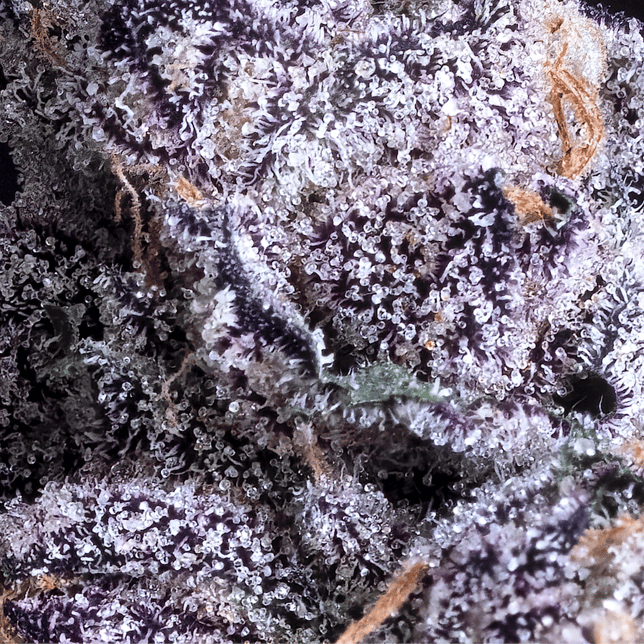 Prizm Gold Blend - Image 5