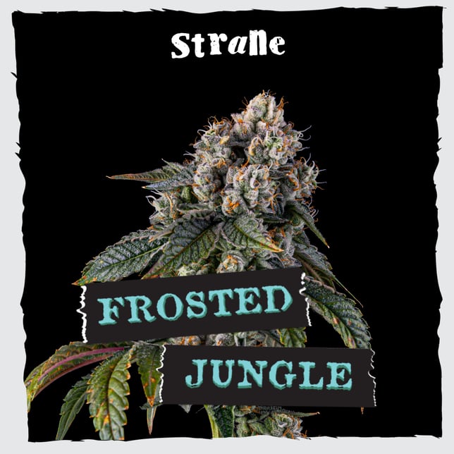 Frosted Jungle - Image 2