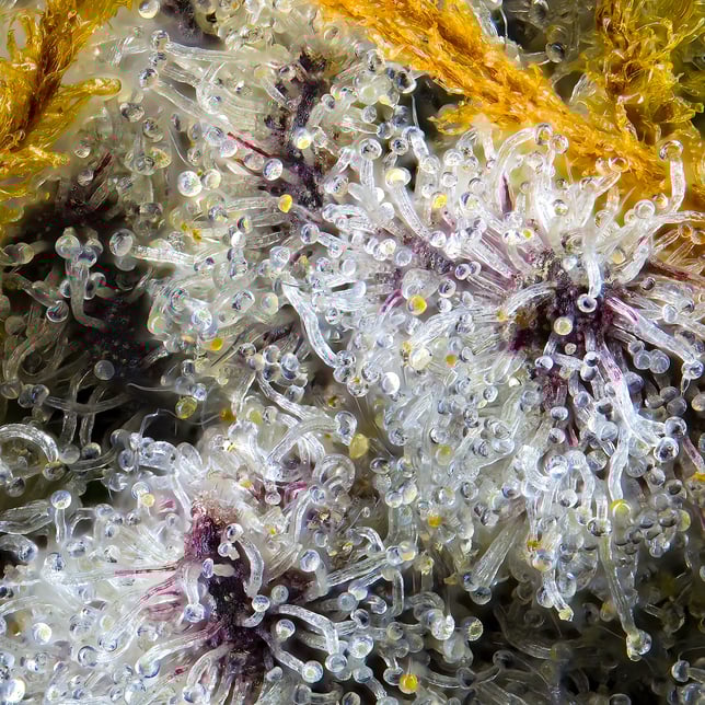 Blue Agapē Pre-Roll [1g] - Image 10